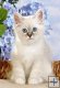Birman kitten - Mały kotek - 120 el