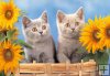 Chartreux Kittens - 500 pcs.
