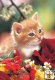 Kitten with Flowers - Kociak w kwiatach - 60 el