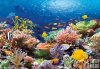 Coral Reef Fishes - 1000 el