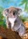 Koala - 260 el.