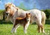Ponies - 2 Kucyki - 120 el.