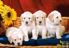 Puppies with Sunflowers - 1000 el