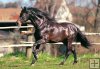 Andalusian Horse - 1500 el