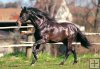 Andalusian Horse - 1500 el Andalusian Horse - 1500 el