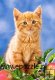 Kitten with Apples - 60 pcs. Kitten with Apples - 60 pcs.