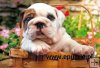 Bull Dog - 500 el. Bull Dog - 500 el.