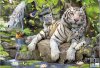 White Tigers of Bengal – 1000 el.