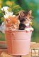 Kittens in the Bucket - Koci