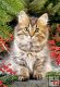 Maine Coon Amoungs Berrier - 1000 el