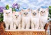 Blue-Eyed Kitten - 1500 el Blue-Eyed Kitten - 1500 el