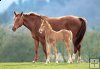 Westfalian Mare With Foal - 500 el