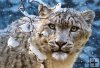 Snow Leopard - 1500 el