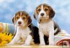 Beagle Puppies - Dwa psiaki - 60 el