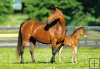 Mare and Foal - Konik i
