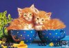 Kitten in Bowls - Koci