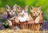 Three Lovely kittens - Trzy