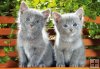 Two kitten on the Bench - Dwa kociaki na