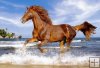 Horse in the Beach - Wspania