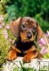 Puppy Loooking for the Master - Jamik czekający na swojego pana - 120 el