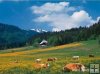 Schwarzwald - 2000 el.