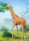 Giraffe -